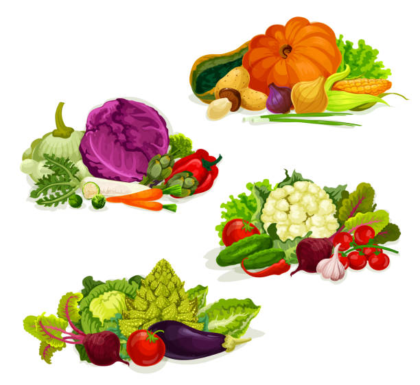 illustrations, cliparts, dessins animés et icônes de légumes, salades végétariennes et choux - artichoke celery radish kohlrabi