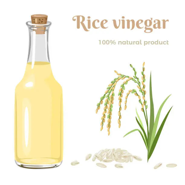 Vector illustration of Rice vinegar in glass bottle, ear of rice and grains Isolated on white background. Seasoning vector illustration in cartoon flat style.