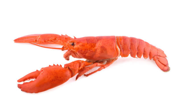 istock Cooked European common lobster isolated on a white background. 1220286358
