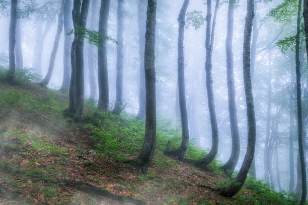 istock Mystical forest on a mountainside in heavy fog. 1220286541