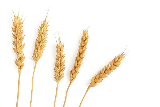 Ripe ears of wheat isolated on a white background. Top view, flat lay