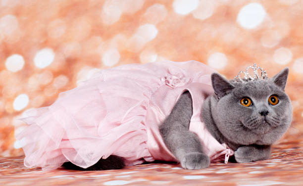 istock a masked brithis shorthair 1220287527
