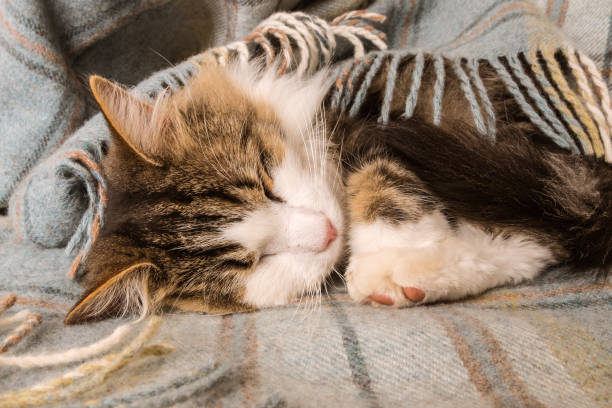 istock tabby kitten sleeping curled up under woollen tartan blanket 1220287691