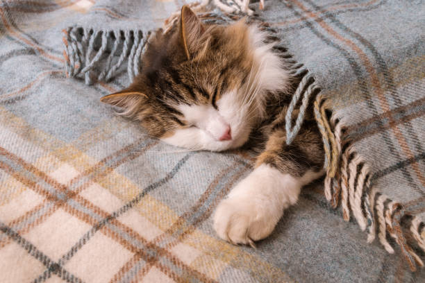 istock tired tabby kitten sleeping under pale blue tartan blanket with copy space 1220287705
