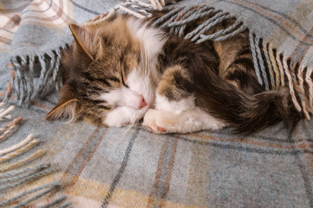 istock tabby kitten resting under pale blue woollen blanket with fringe 1220287736
