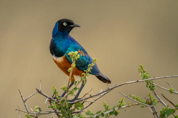 istock Superb starling in thorn tree turns head 1220289507
