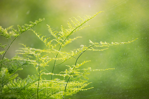 Detail of fresh green leaves. Green leaves abstract background. Asparagus fern close-up. Greenery background.