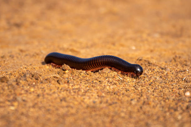 istock Tanzanian red-legged millipede walking over sandy track 1220289546