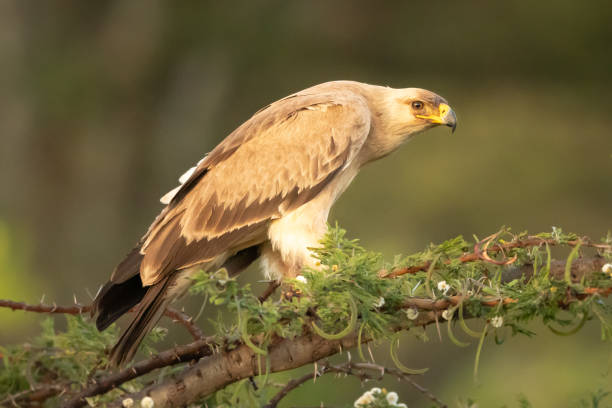istock Tawny eagle stands on branch in profile 1220289628