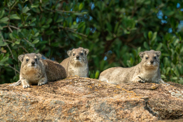 Three rock hyrax on rock by trees Three rock hyrax on rock by trees tree hyrax stock pictures, royalty-free photos & images
