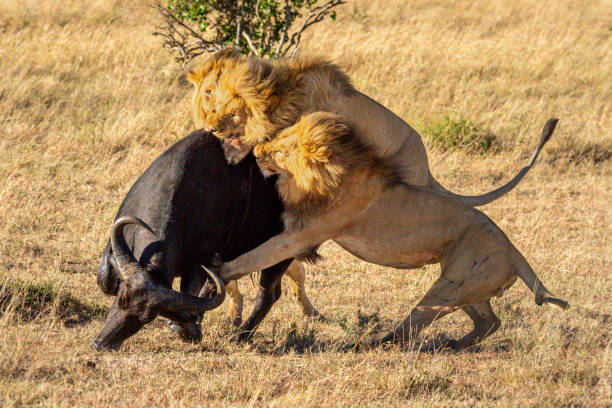 istock Three male lion attack buffalo from behind 1220289685
