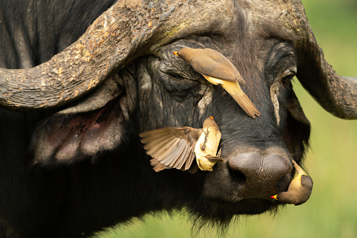 Three yellow-billed oxpeckers on Cape buffalo head