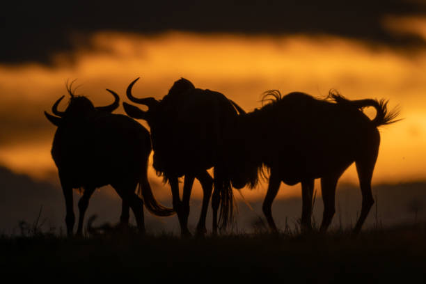 istock Three wildebeest stand in silhouette at sunset 1220289742