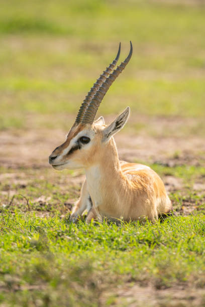 istock Thomson gazelle lies on grass turning head 1220289768