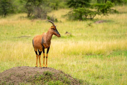 Topi stands on dirt mound facing right