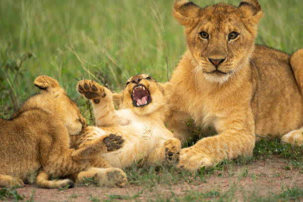 istock Three lion cubs play fighting in grass 1220289794