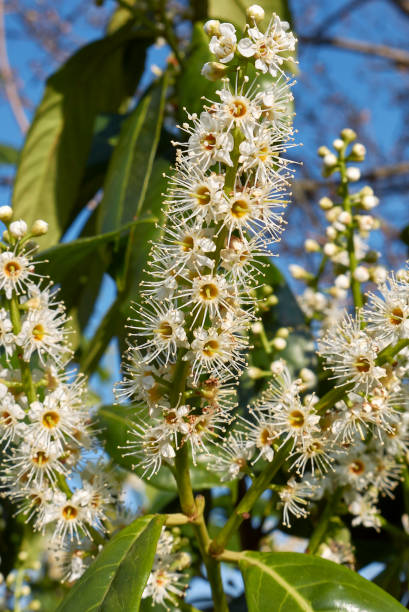 istock Prunus laurocerasus 1220290838