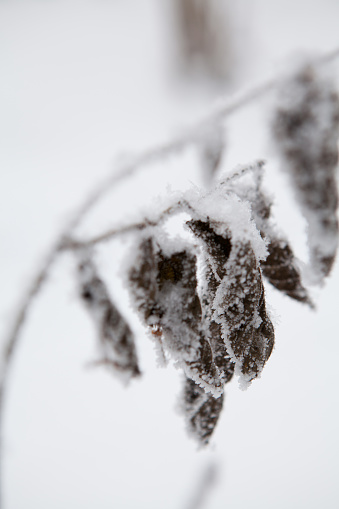 January 14, 2013 - Vilnius, Lithuania: Close-up of a dead brown dry curled plant leaf covered with frost and frozen solidly in deep winter