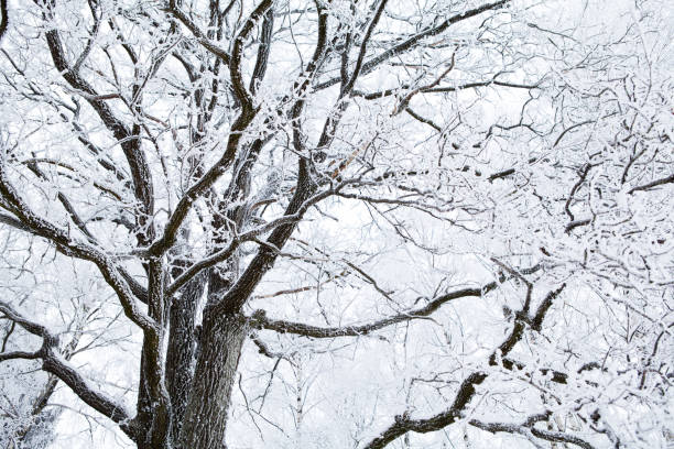 istock ornate alder tree or oak tree branches covered with frost, ice, snow, extreme winter weather 1220291603