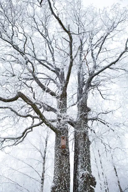 January 14, 2013 - Vilnius, Lithuania: extreme frost on alder trees with a nesting box and frozen branches