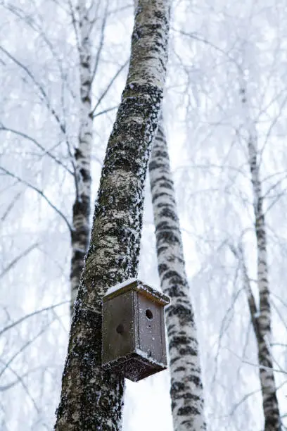 January 14, 2013 - Vilnius, Lithuania: wooden nesting box on a birch tree trunk in deep winter, frost and snow, everything frozen and empty