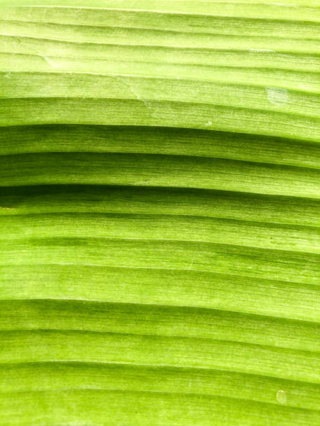 istock Banana leaf close up in sunshine 1220291974