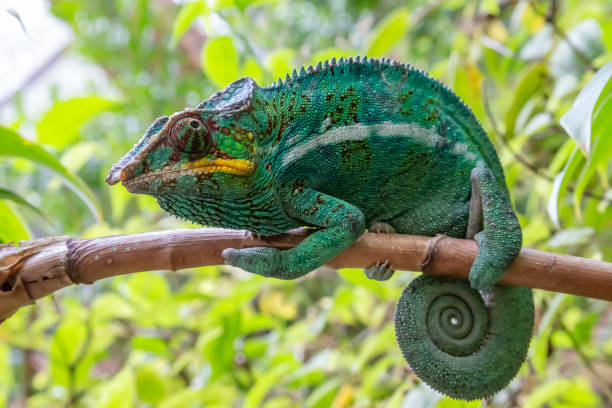 istock A chameleon in close-up in a national park on Madagascar 1220292062