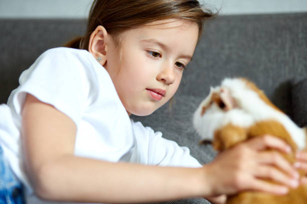 istock Child playing with guinea pig, stay quarantine time kid home. 1220292709