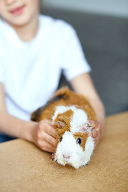 istock Child playing with guinea pig, stay quarantine time kid home. 1220292710