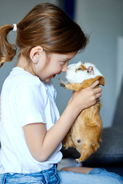 istock Child playing with guinea pig, stay quarantine time kid home. 1220292714