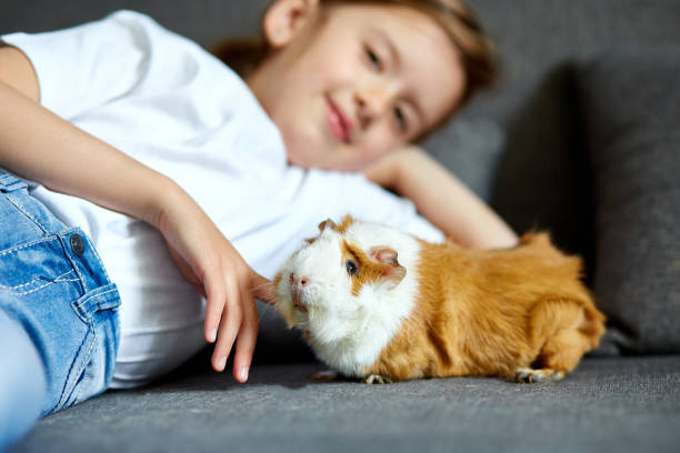 モルモットやキャビーを持つ女の子は、家の検疫時間の時間を滞在。 - guinea pig pets child stroking ストックフォトと画像