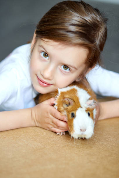 赤いモルモットを抱きしめる幸せな笑顔の小さな女の子の肖像画。 - guinea pig pets child stroking ストックフォトと画像