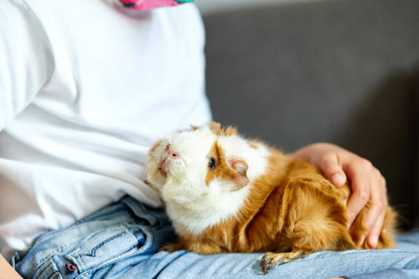 赤いモルモットで遊ぶマスクの小さな女の子は、検疫中にソファで自宅でキャビー。 - guinea pig pets child stroking ストックフォトと画像