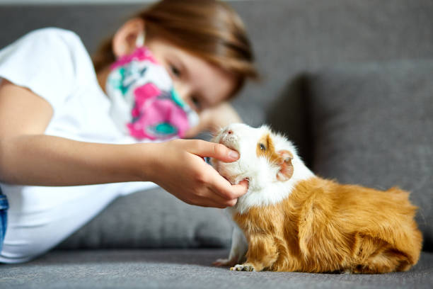 bambina in maschera che gioca con la cavia rossa, cavy a casa al divano mentre è in quarantena. - guinea pig pets child stroking foto e immagini stock