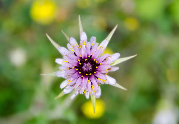 Beautiful violet wild flower on blurred background