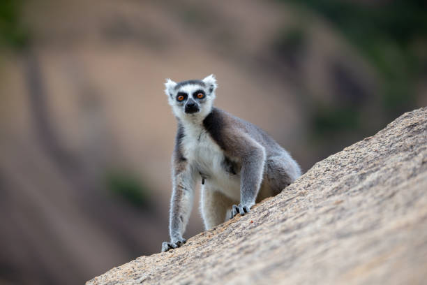 istock The funny ring-tailed lemurs in their natural environment 1220294313