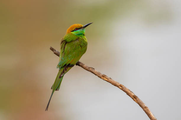 istock Image of Green Bee-eater bird(Merops orientalis) on a tree branch on nature background. Bird. Animals. 1220294561