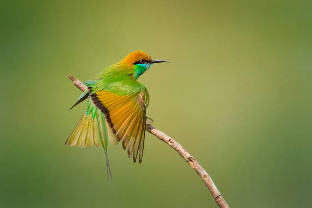istock Image of Green Bee-eater bird(Merops orientalis) on a tree branch on nature background. Bird. Animals. 1220294570
