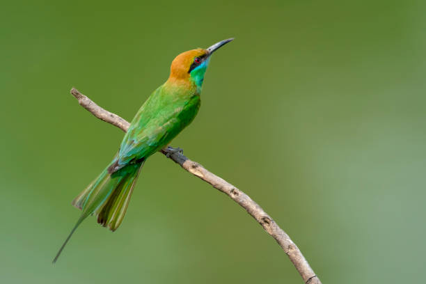 istock Image of Green Bee-eater bird(Merops orientalis) on a tree branch on nature background. Bird. Animals. 1220294581