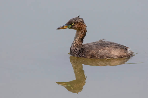 istock Image of Little Grebe(Tachybaptus ruficollis) with reflection wading on water. Bird. Animals. 1220294612