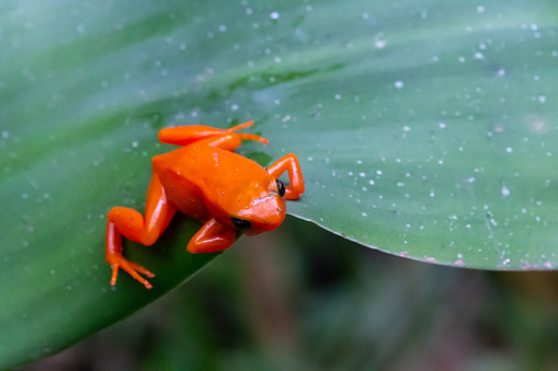 One small orange frog on a green leaf