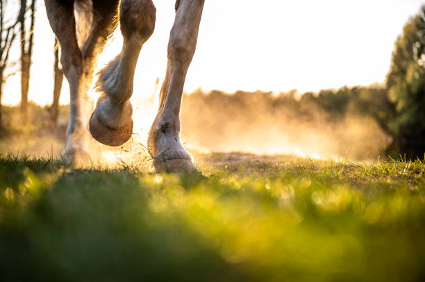 Pferdefüße Feet of a horse and the owner horse stock pictures, royalty-free photos & images