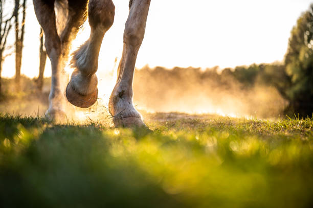 пфердефе - photography running horizontal horse стоковые фото и изображения