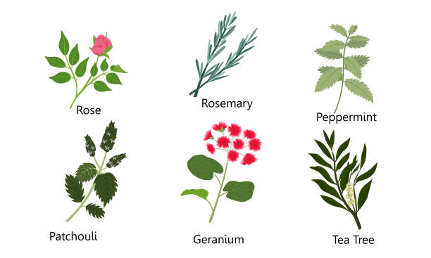 set von verschiedenen natürlichen kräutern, blumen. rose, rosmarin, pfefferminze, patchouli, geranie, teebaum. vektor-illustration im flachen cartoon-stil - peppermint stock-grafiken, -clipart, -cartoons und -symbole