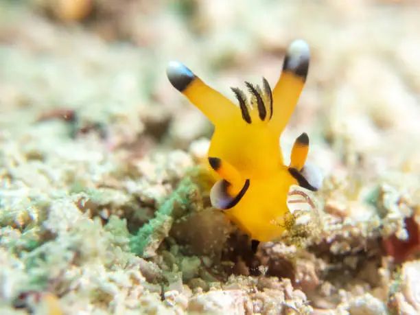 Yellow, black and white pikachu nudibranch on the sand. Found in Komodo National Park