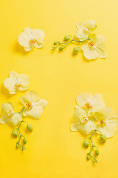 istock orchids flowers  on yellow paper background 1220298020