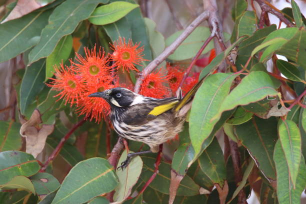 istock New Holland Honeyeater 1220301212