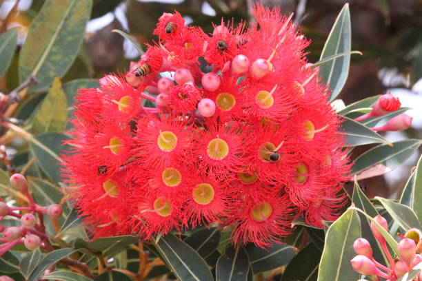 istock Eucalyptus ficifolia 1220301220