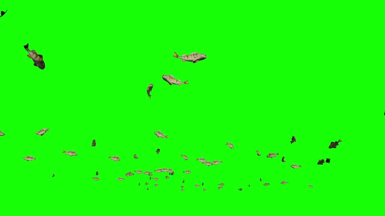 Perch school of fish, Green Screen Chromakey