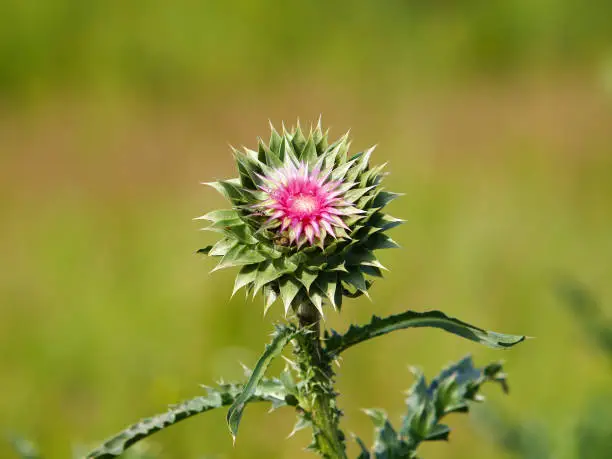 Blooming plant of Musk thistle on the meadow, Carduus Nutans